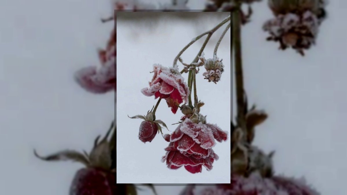 Lajos Anikó: A vágy fagypontja című vers illusztrációja a Múzsák Könyvtárában