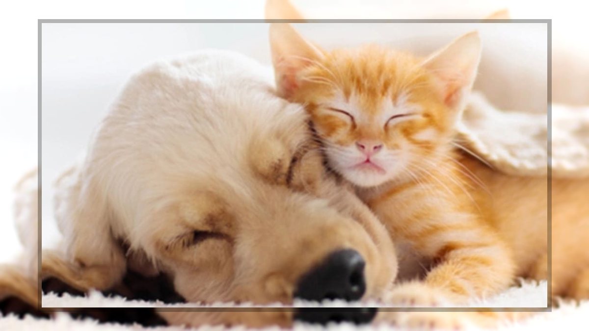 Garami Nelli: KUTYA-MACSKA BARÁTSÁG című vers illusztrációja a Múzsák Könyvtárában