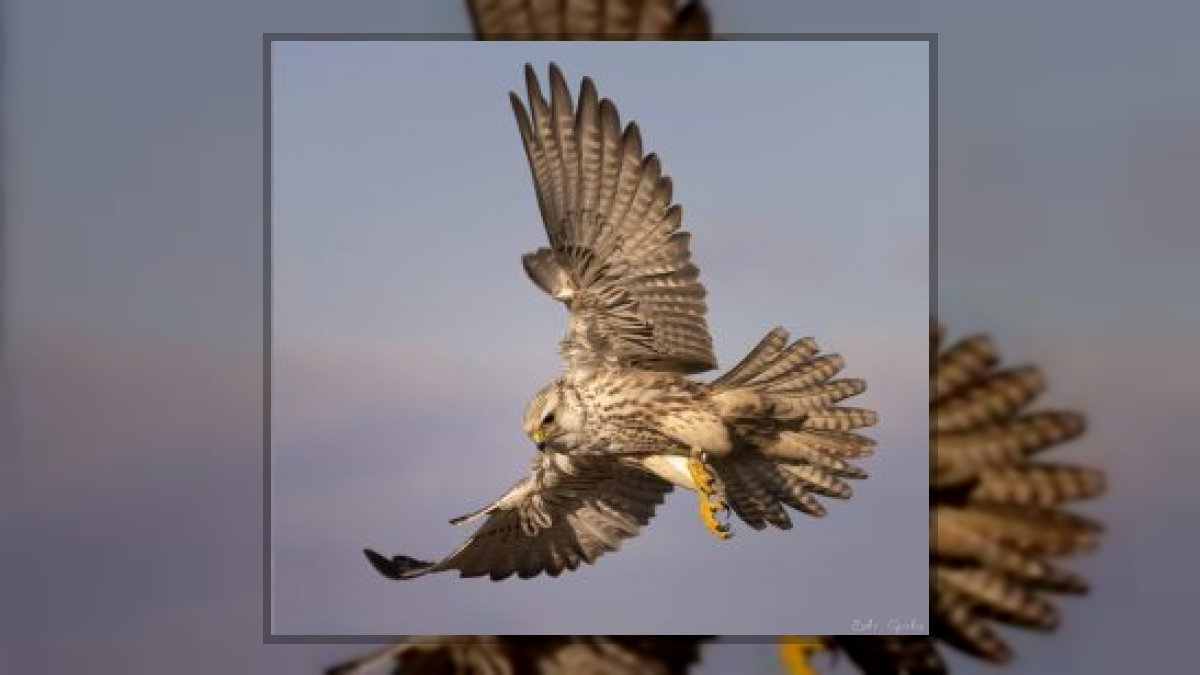 Gábor Edit: Szabadság című vers illusztrációja a Múzsák Könyvtárában