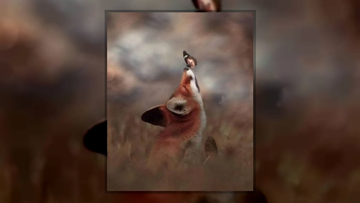 Gyólay Karolina: Pillangó tánc című vers illusztrációja a Múzsák Könyvtárában