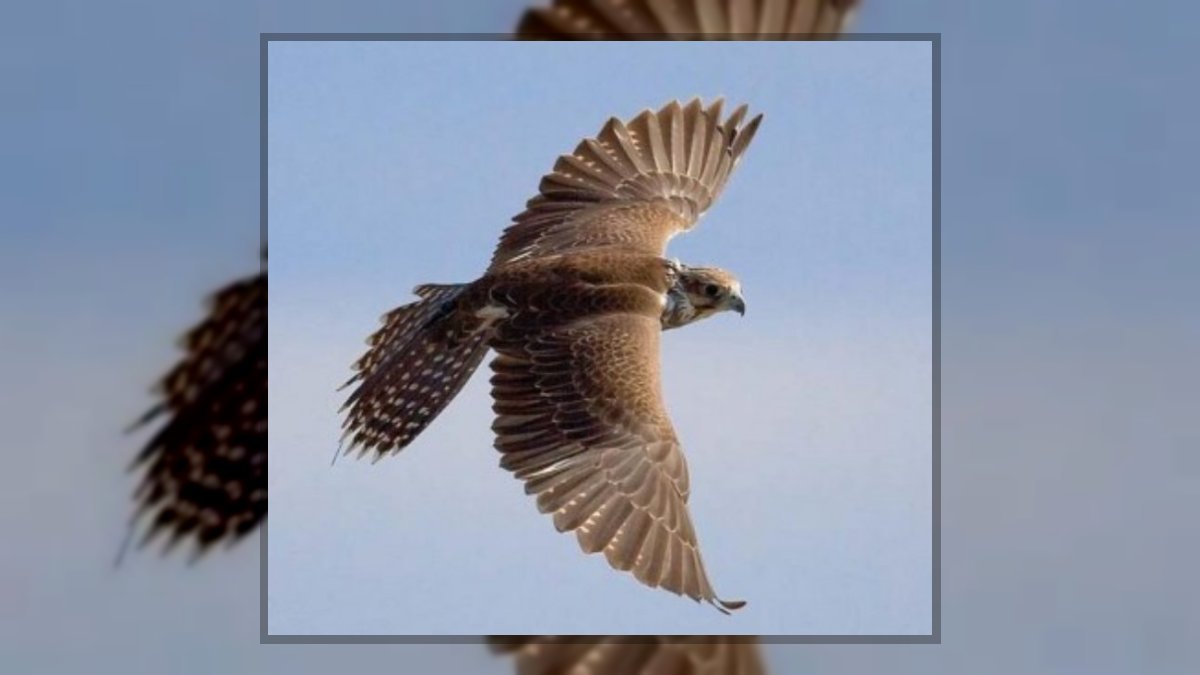 Végh Éva Ive: Az ég madara szabad című vers illusztrációja a Múzsák Könyvtárában