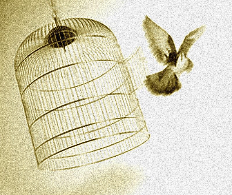 Gyólay Karolina: A lélek egy madár című vers illusztrációja a Múzsák Könyvtárában