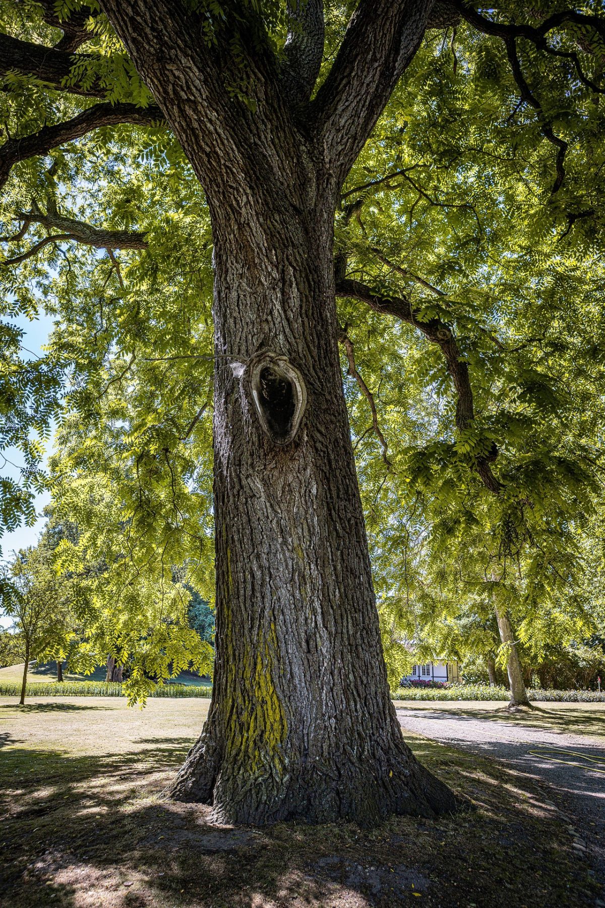 Gani Zsuzsa: Magányosan című vers illusztrációja a Múzsák Könyvtárában