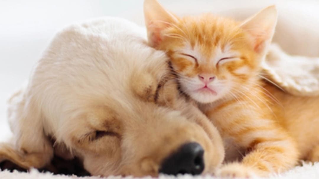 Garami Nelli: KUTYA-MACSKA BARÁTSÁG című vers illusztrációja a Múzsák Könyvtárában