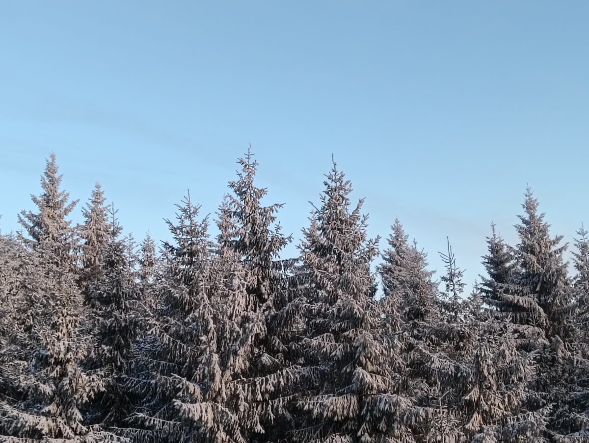 Iochom Zsolt: Behavazott fák a Hargitán című vers illusztrációja a Múzsák Könyvtárában