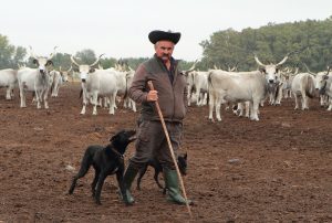 Buglyó Juliánna: A gulyás és a kutya című novella illusztrációja a Múzsák Könyvtárában.