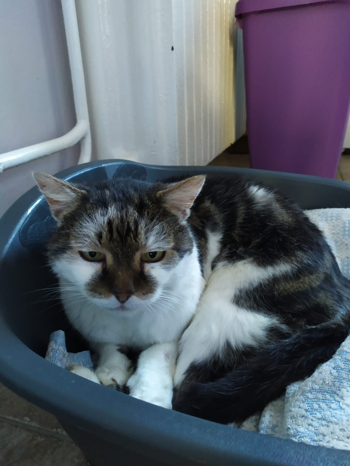 Antal Izsó: Borisz című novella illusztrációja a Múzsák Könyvtárában.