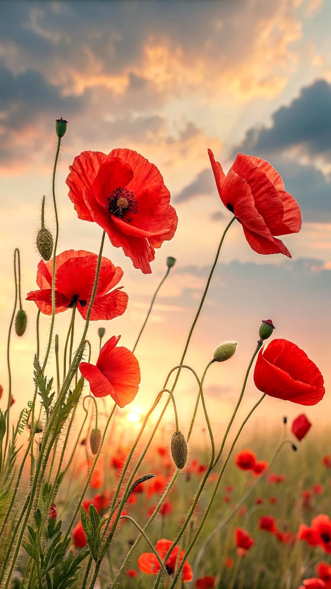 Rose Logan: Szia kislányom szia című vers illusztrációja a Múzsák Könyvtárában