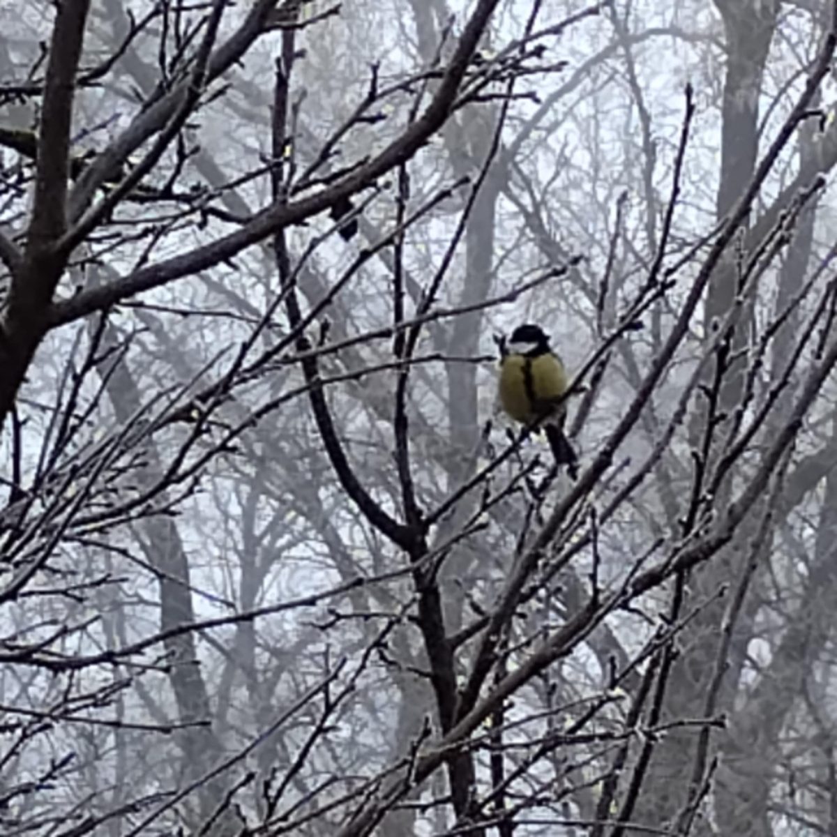 Gábor Edit: Cinke című vers illusztrációja a Múzsák Könyvtárában