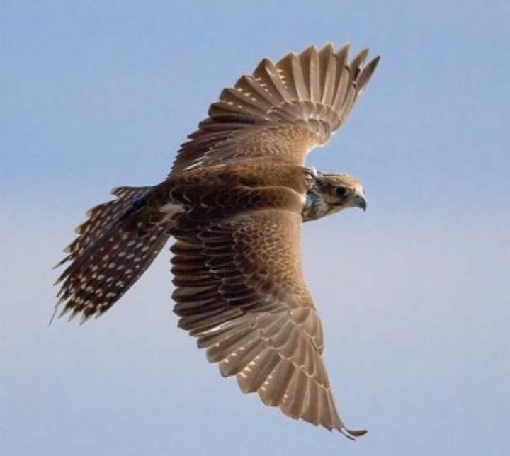 Végh Éva Ive: Az ég madara szabad című vers illusztrációja a Múzsák Könyvtárában