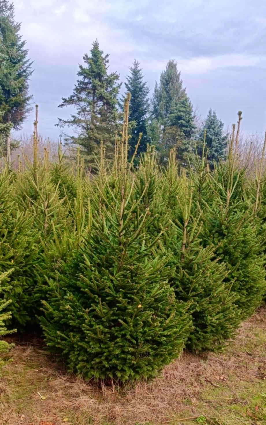 Bandics Zsuzsanna: Fenyőfa élete című novella illusztrációja a Múzsák Könyvtárában.