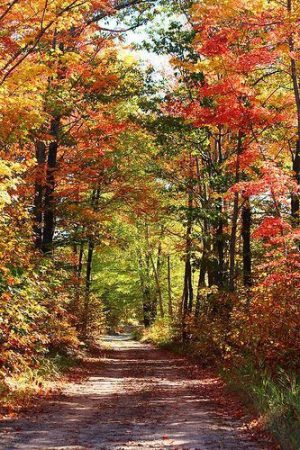 Garajszki Rozika: Őszi erdő című vers illusztrációja a Múzsák Könyvtárában