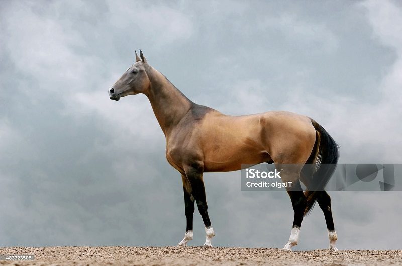 Gani Zsuzsa: Az arany ló és a nyuszt 1. című mese illusztrációja a Múzsák Könyvtárában
