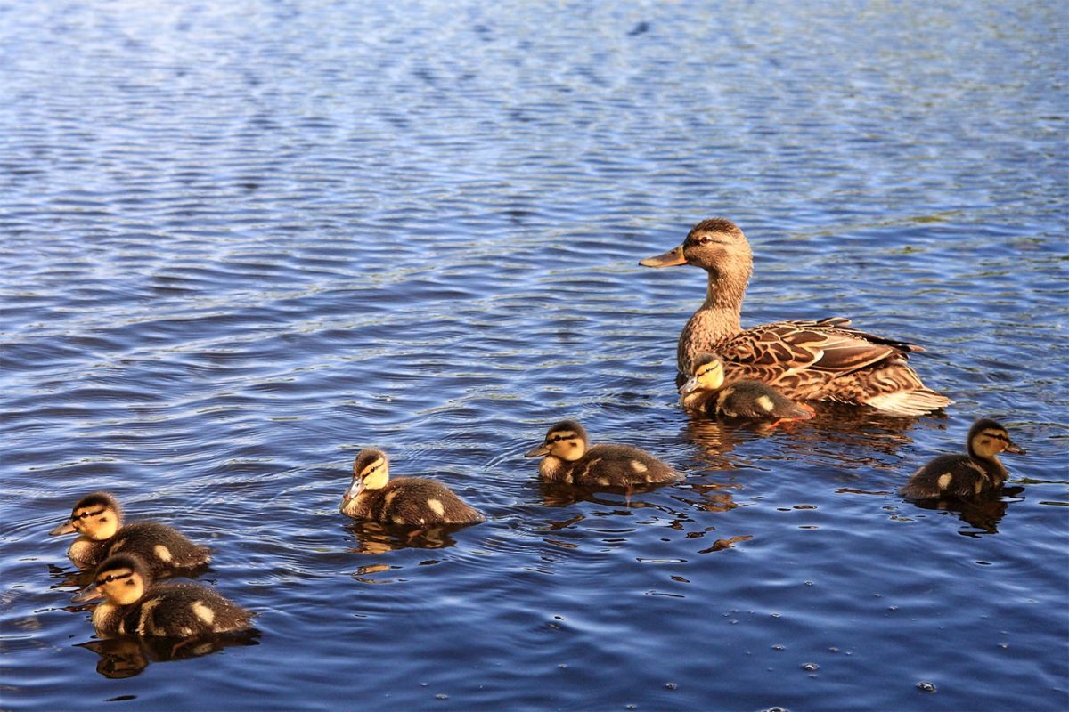 Buglyó Juliánna: Récééknél című mese illusztrációja a Múzsák Könyvtárában