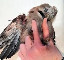 Krivák-Móricz Ilona: Szárnyaszegett  madár. című vers illusztrációja a Múzsák Könyvtárában