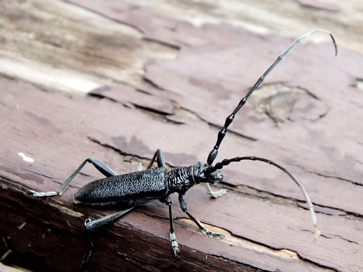 Fodor Kiss Júlia: A hőscincér, a boszorkány, az angyal és Bibir című mese illusztrációja a Múzsák Könyvtárában