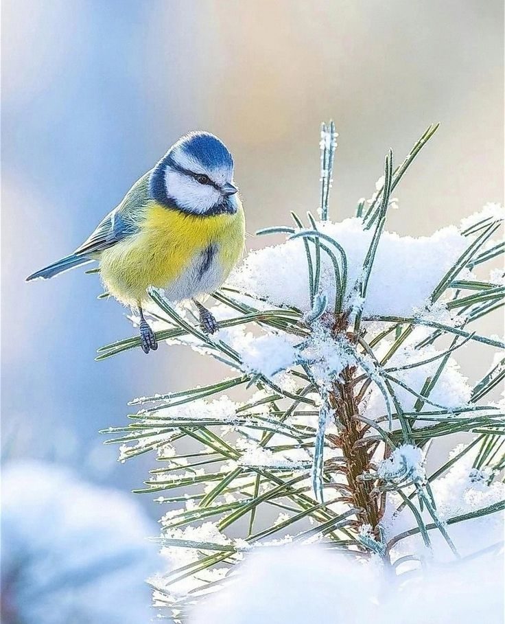 Aurora Amelia Joplin: Csendben ring a téli táj című vers illusztrációja a Múzsák Könyvtárában