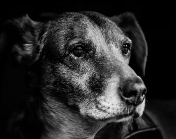 Norbert Farkas: Fortuna farkasa című vers illusztrációja a Múzsák Könyvtárában