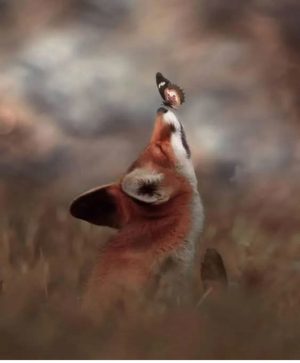 Fekete Ida Virág: Taníts meg repülni című mese illusztrációja a Múzsák Könyvtárában