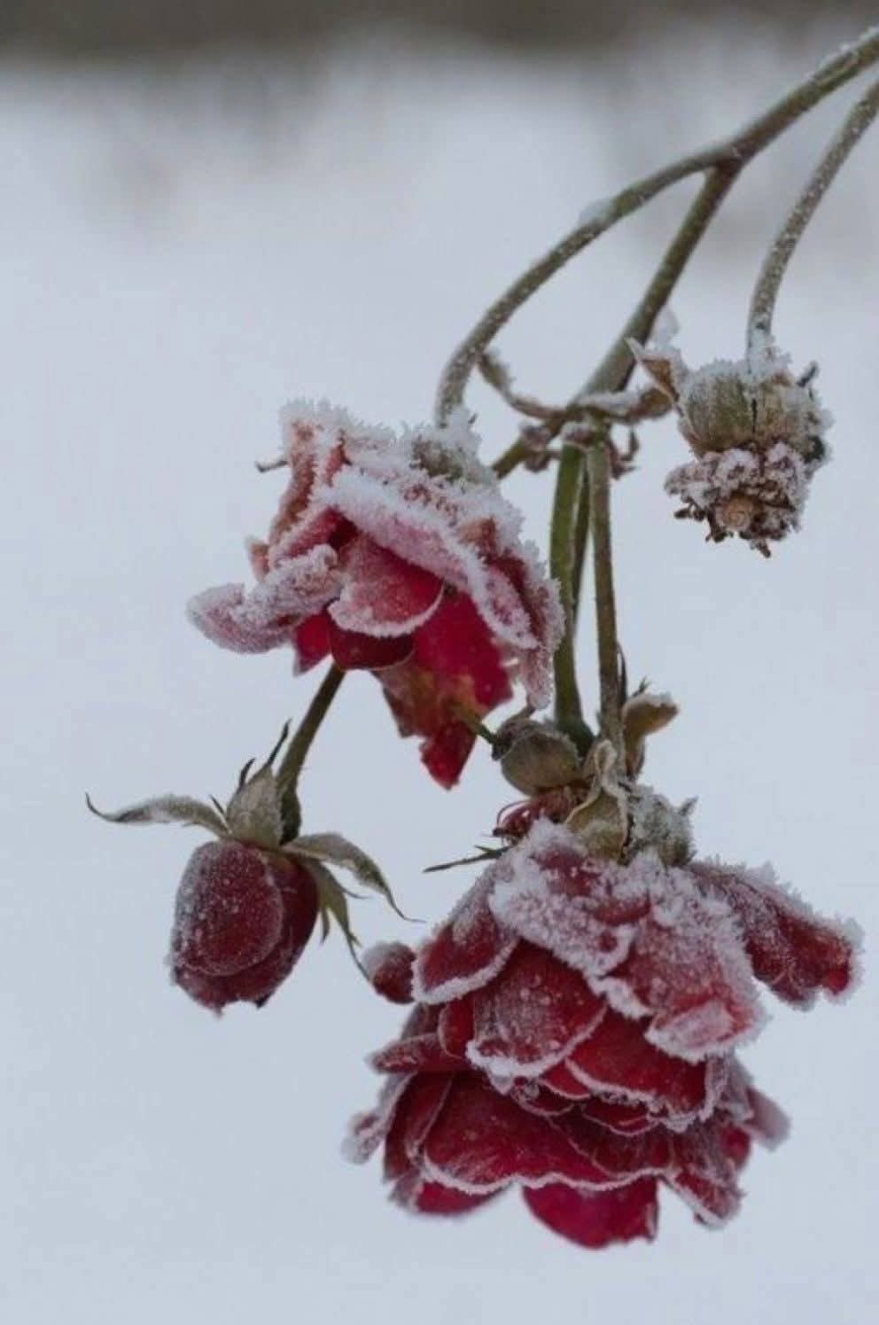 Lajos Anikó: A vágy fagypontja című vers illusztrációja a Múzsák Könyvtárában